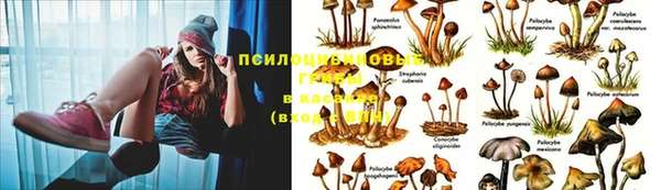 дурь Бородино